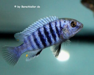 Labidochromis freibergi